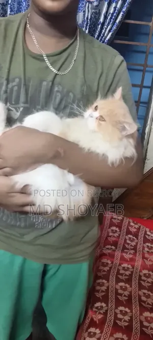 1+ year Female Purebred Persian