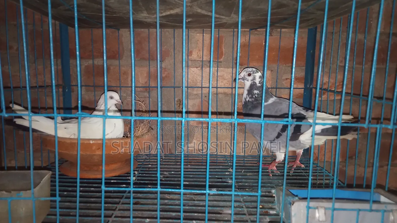 One pair of running pigeons with eggs for sale