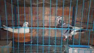 One pair of running pigeons with eggs for sale