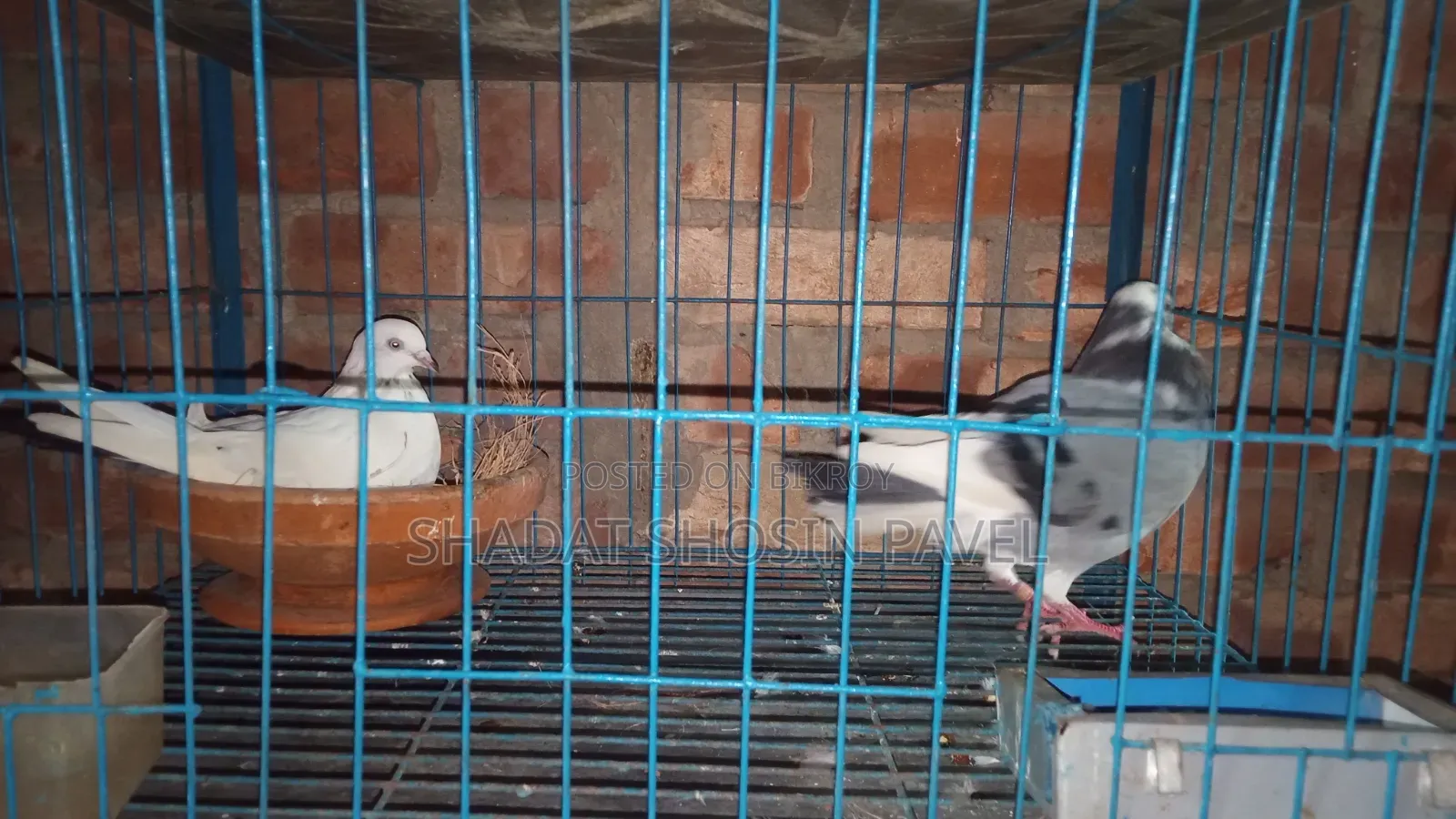 One pair of running pigeons with eggs for sale