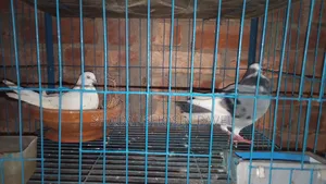 One pair of running pigeons with eggs for sale