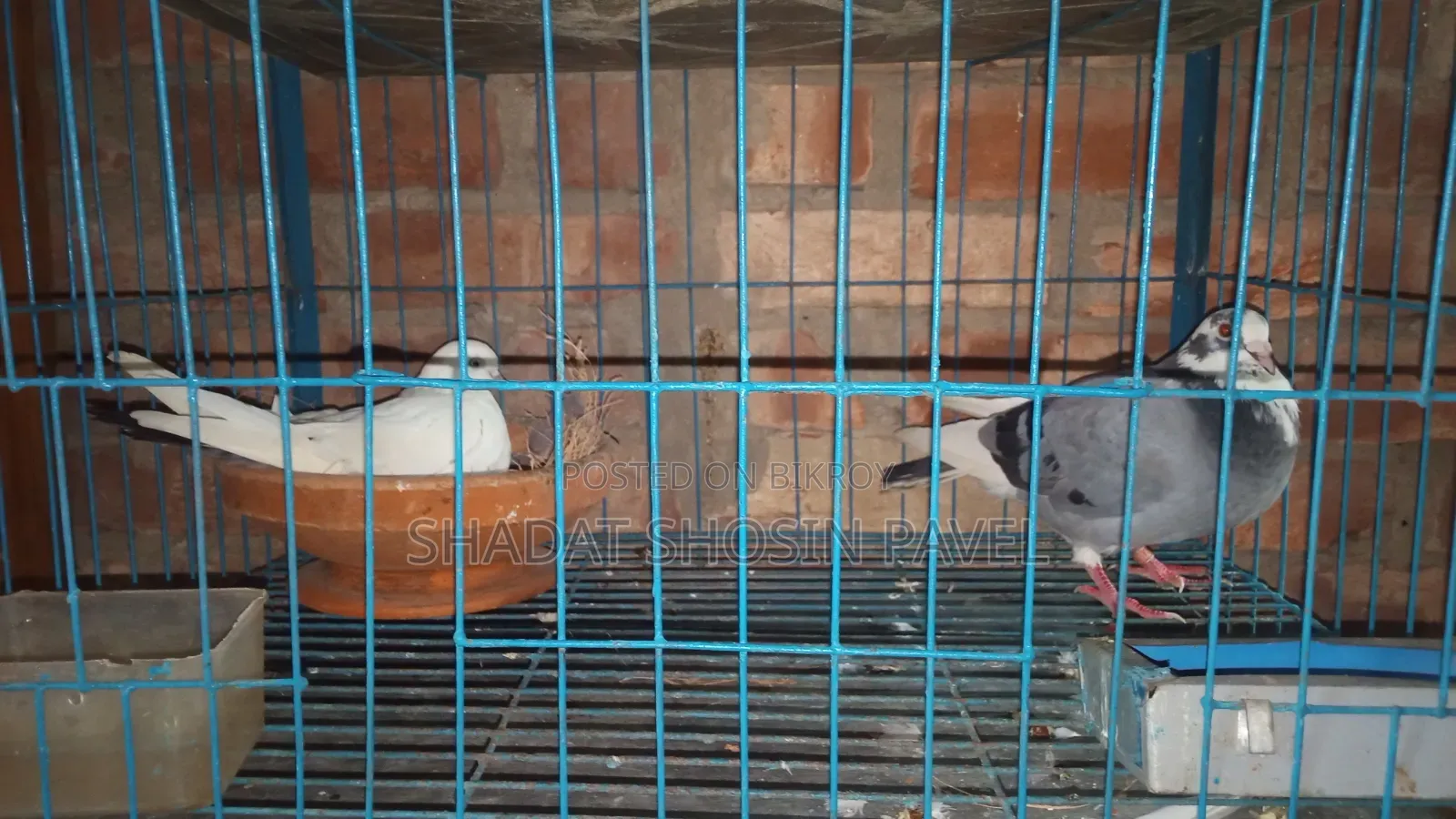 One pair of running pigeons with eggs for sale