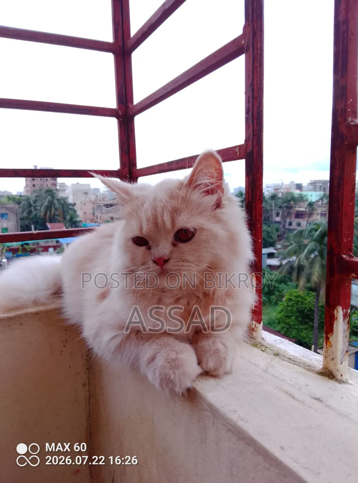 3-6 Months Female Purebred Persian