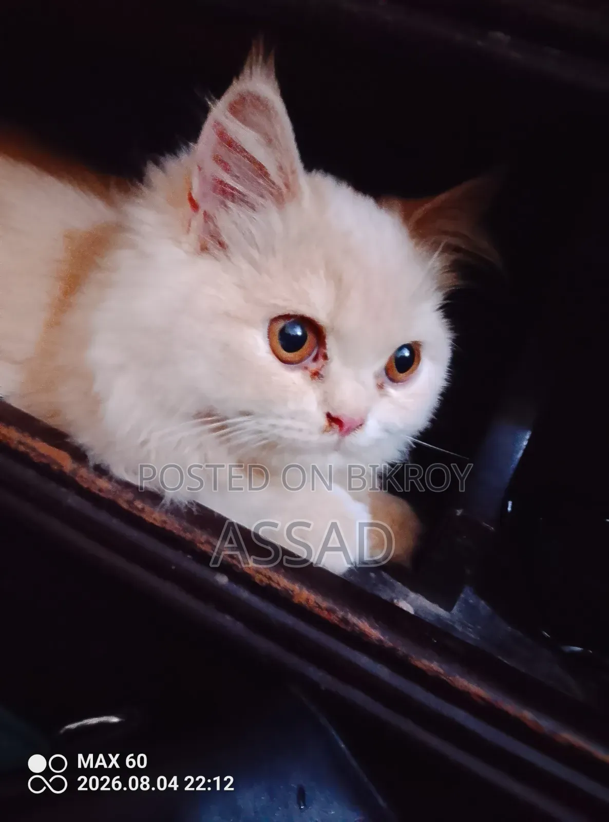 3-6 Months Female Purebred Persian