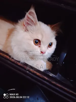 3-6 Months Female Purebred Persian