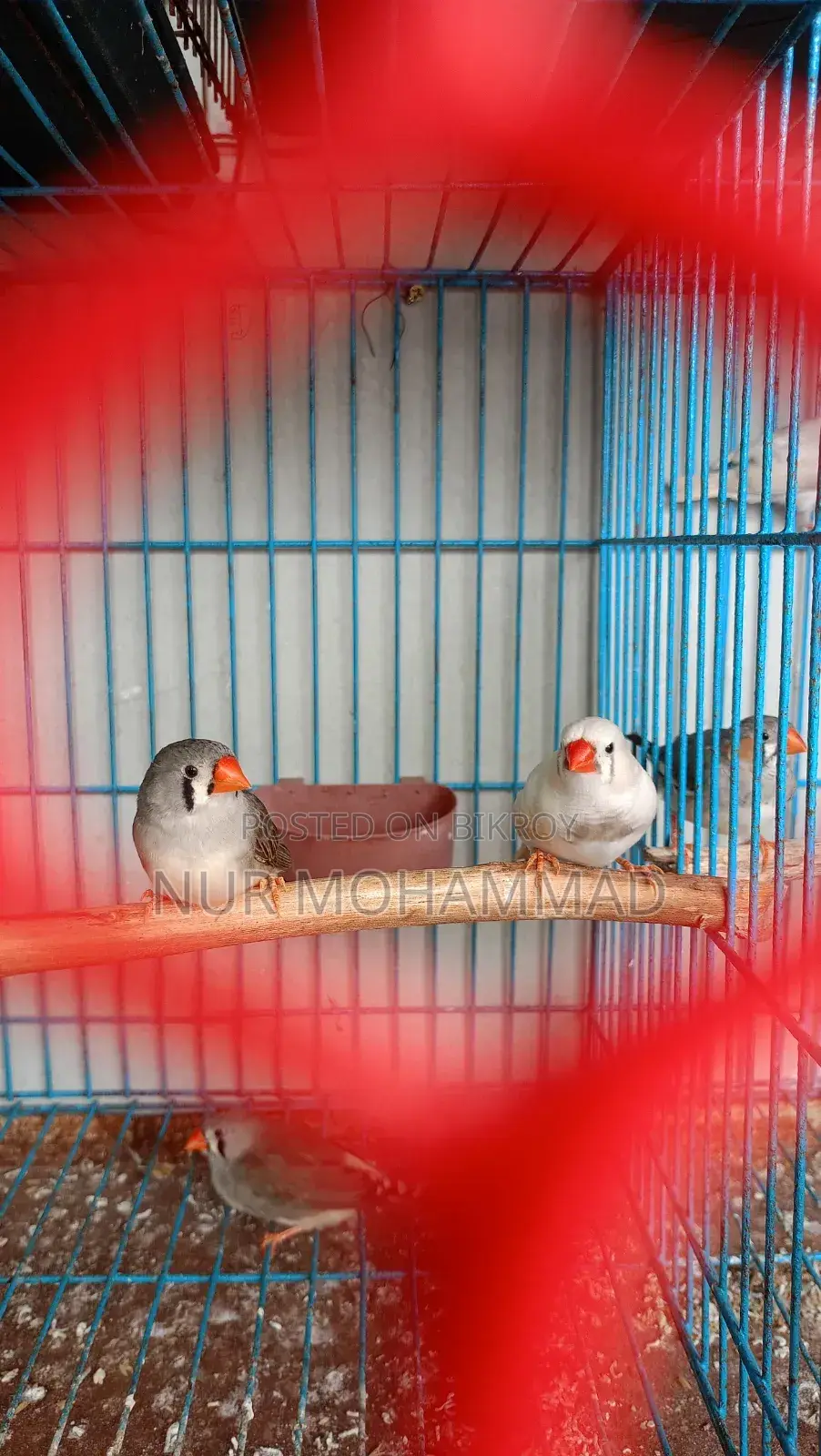Finch New Adult