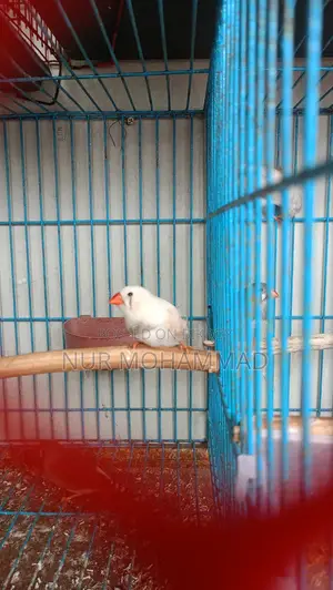 Finch New Adult