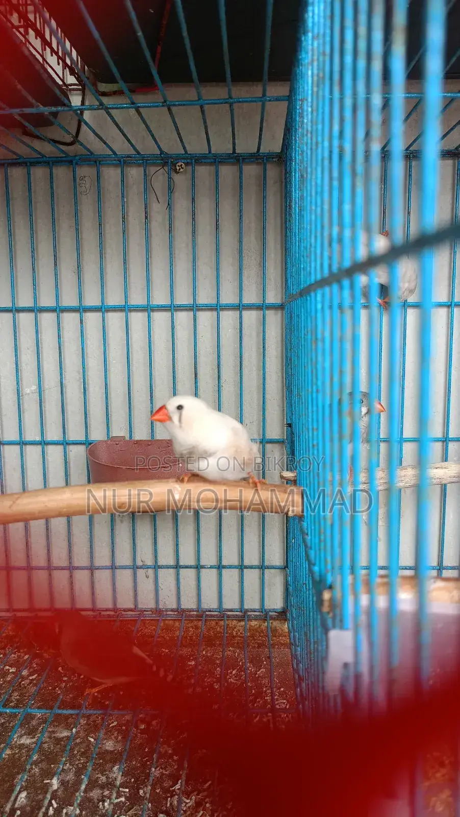 Finch New Adult