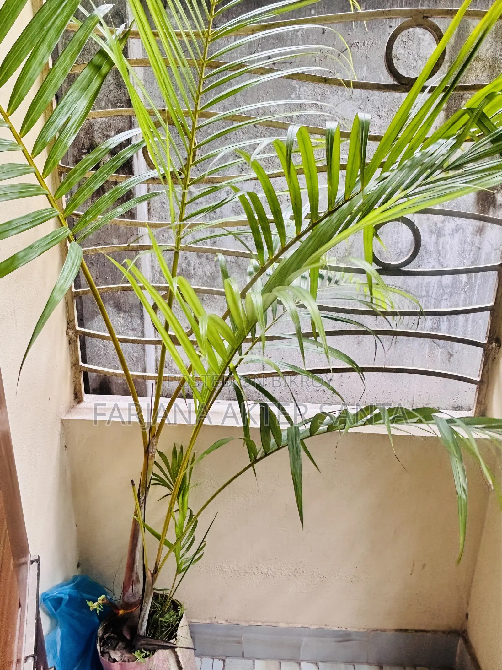 সুন্দর Indoor Outdoor Plants for Sal