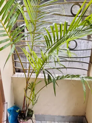 সুন্দর Indoor Outdoor Plants for Sal