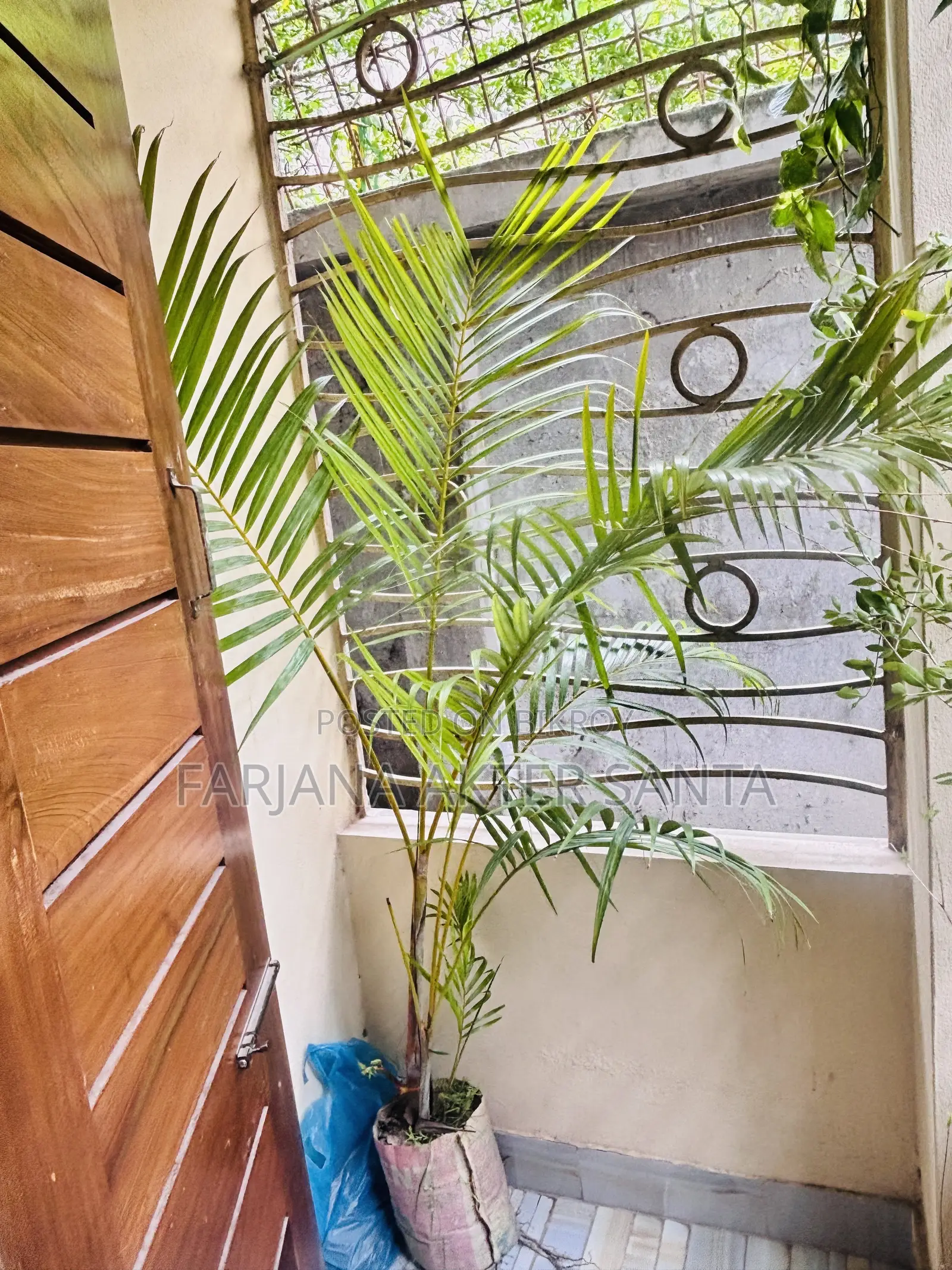 সুন্দর Indoor Outdoor Plants for Sal