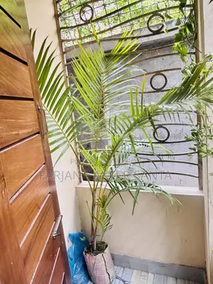 সুন্দর Indoor Outdoor Plants for Sal
