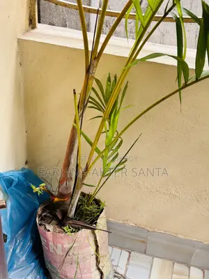 সুন্দর Indoor Outdoor Plants for Sal