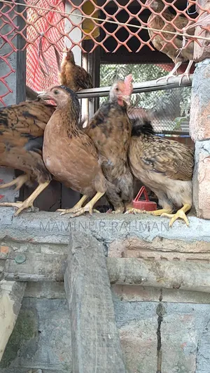 সুস্বাদু শতভাগ দেশি মুরগি