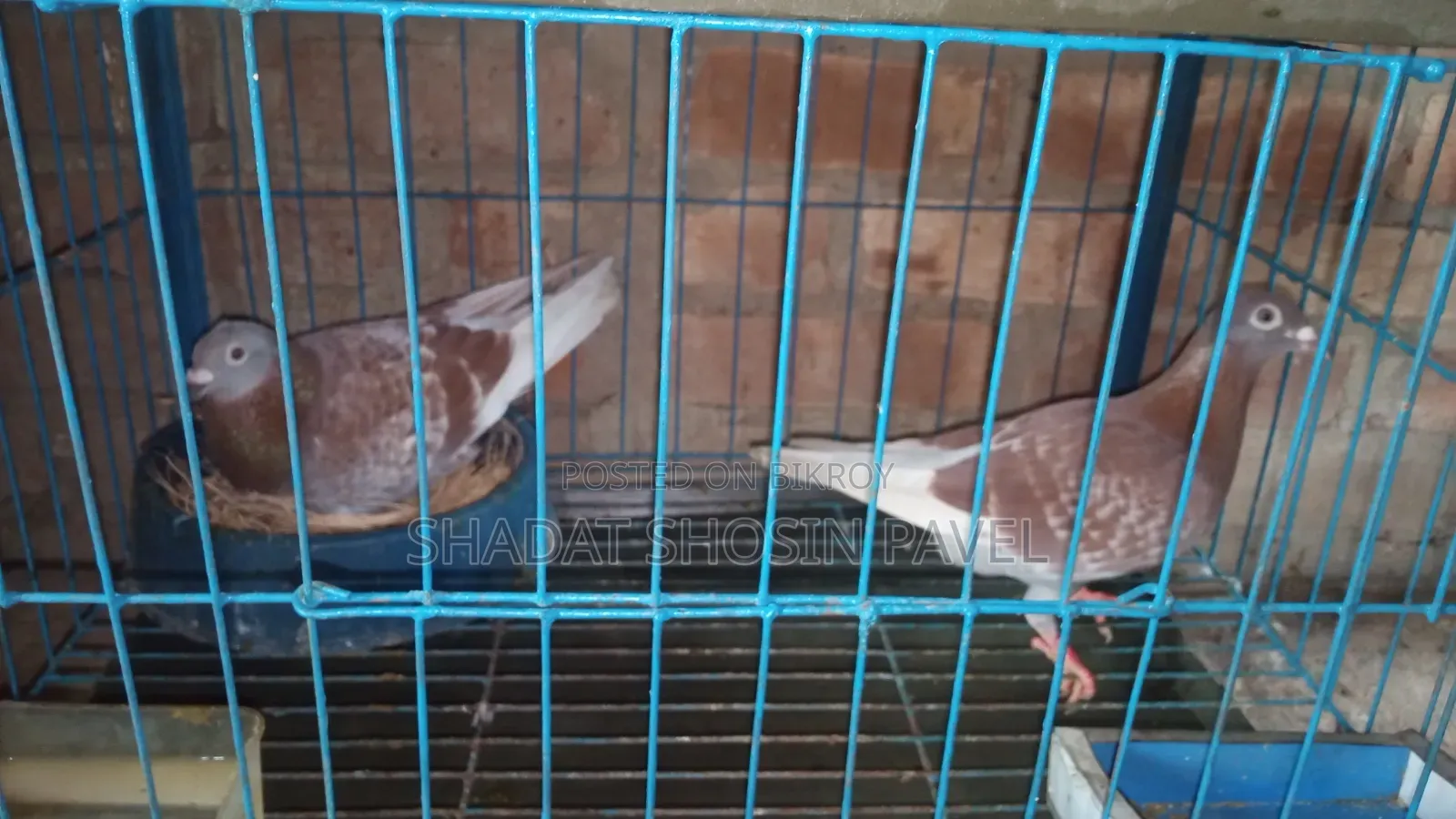১জোড়া রানিং রেসার কবুতর ডিম সহ বিক্রি করব