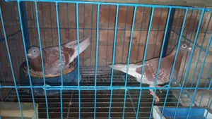 ১জোড়া রানিং রেসার কবুতর ডিম সহ বিক্রি করব