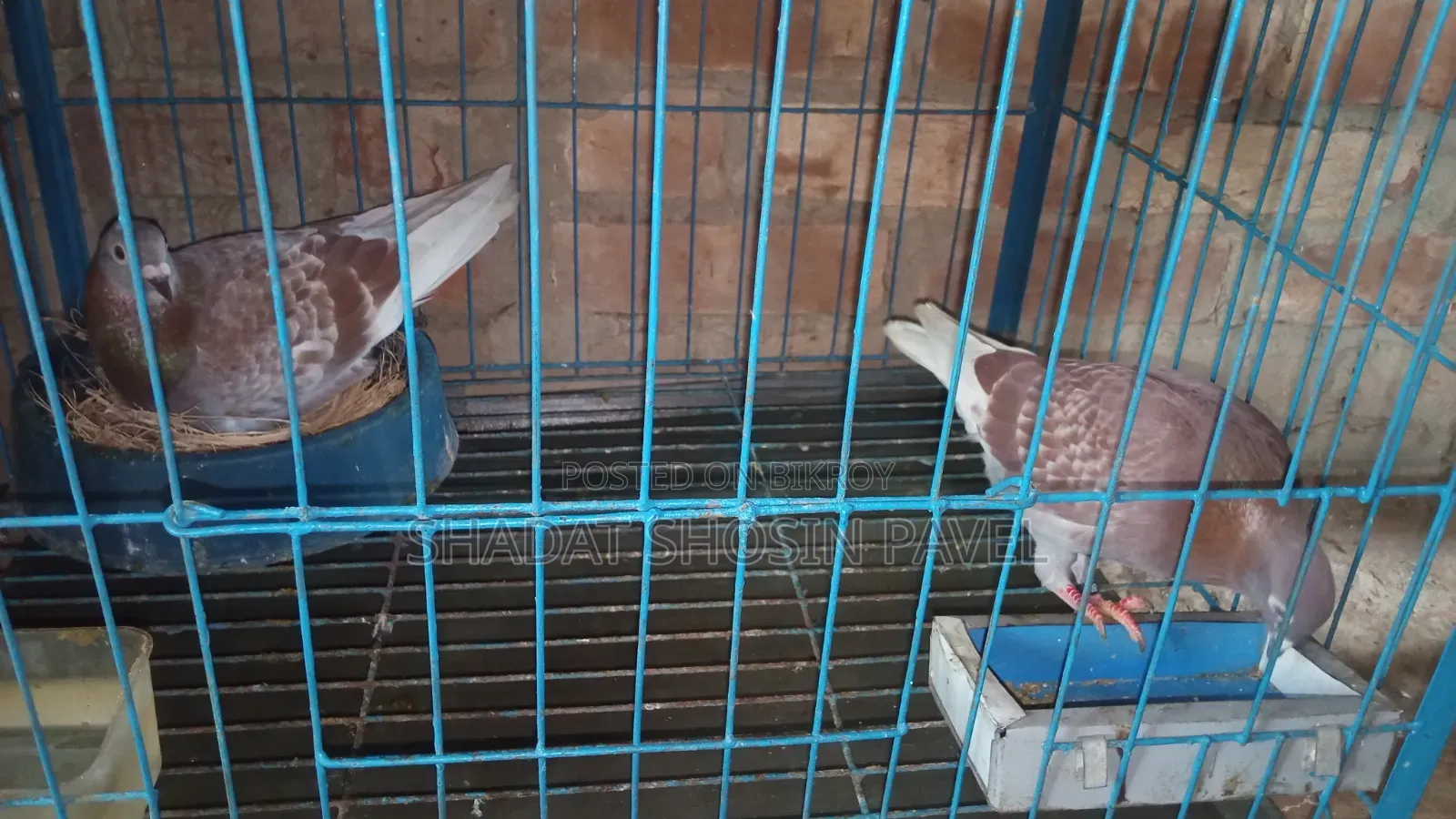 ১জোড়া রানিং রেসার কবুতর ডিম সহ বিক্রি করব