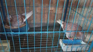 ১জোড়া রানিং রেসার কবুতর ডিম সহ বিক্রি করব