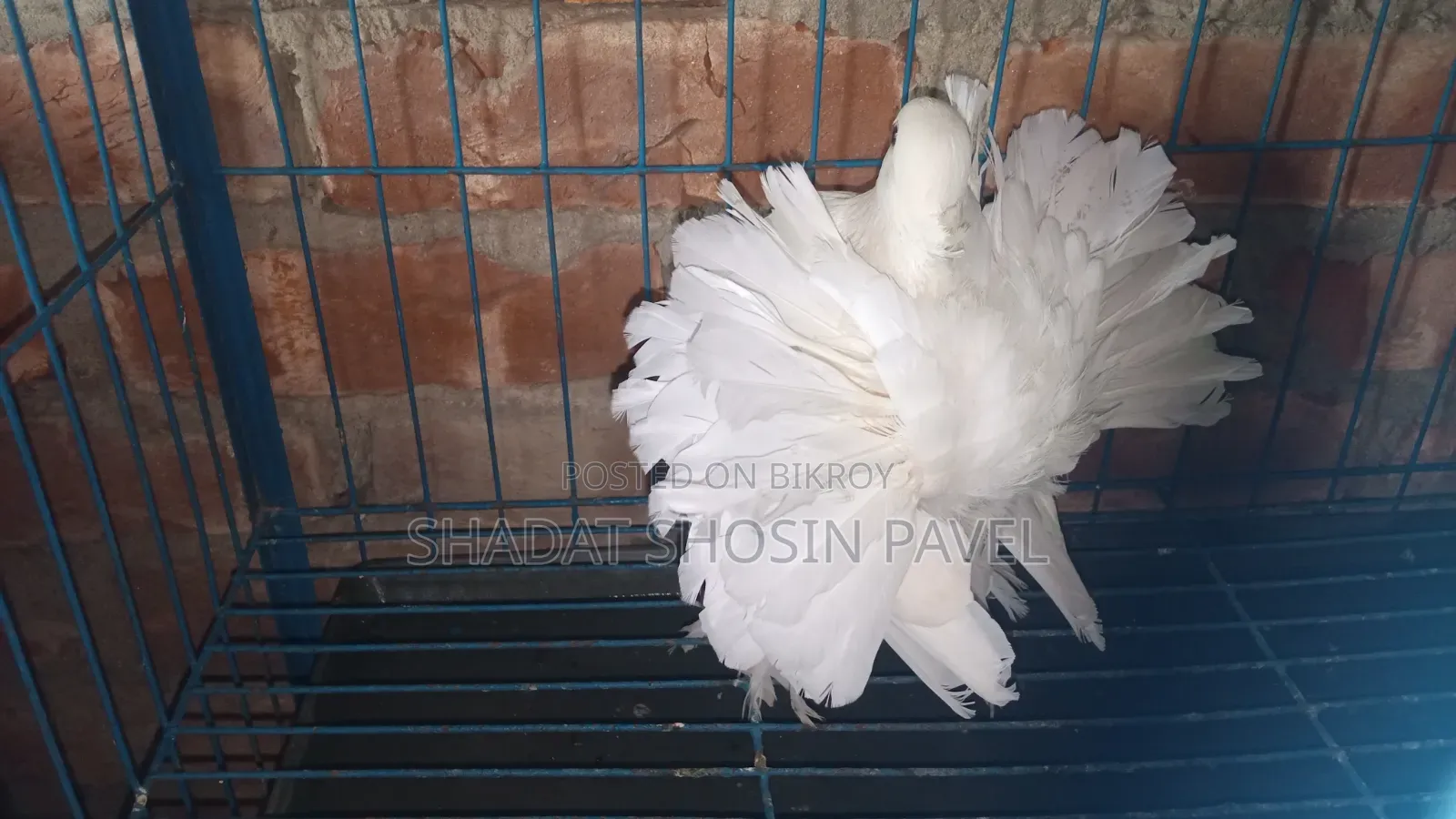 লক্ষা নড় কবুতর বিক্রি করা হবে ১টা