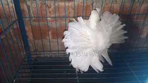 লক্ষা নড় কবুতর বিক্রি করা হবে ১টা