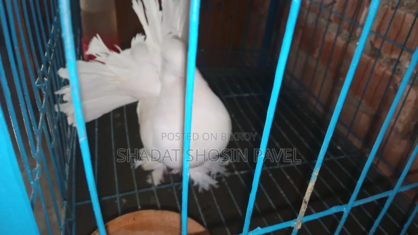 লক্ষা নড় কবুতর বিক্রি করা হবে ১টা