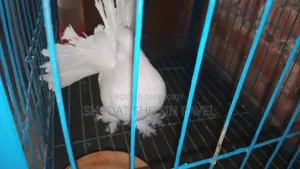লক্ষা নড় কবুতর বিক্রি করা হবে ১টা