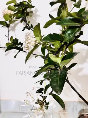 ১২ মাস ফুল দেয় বনপুলক