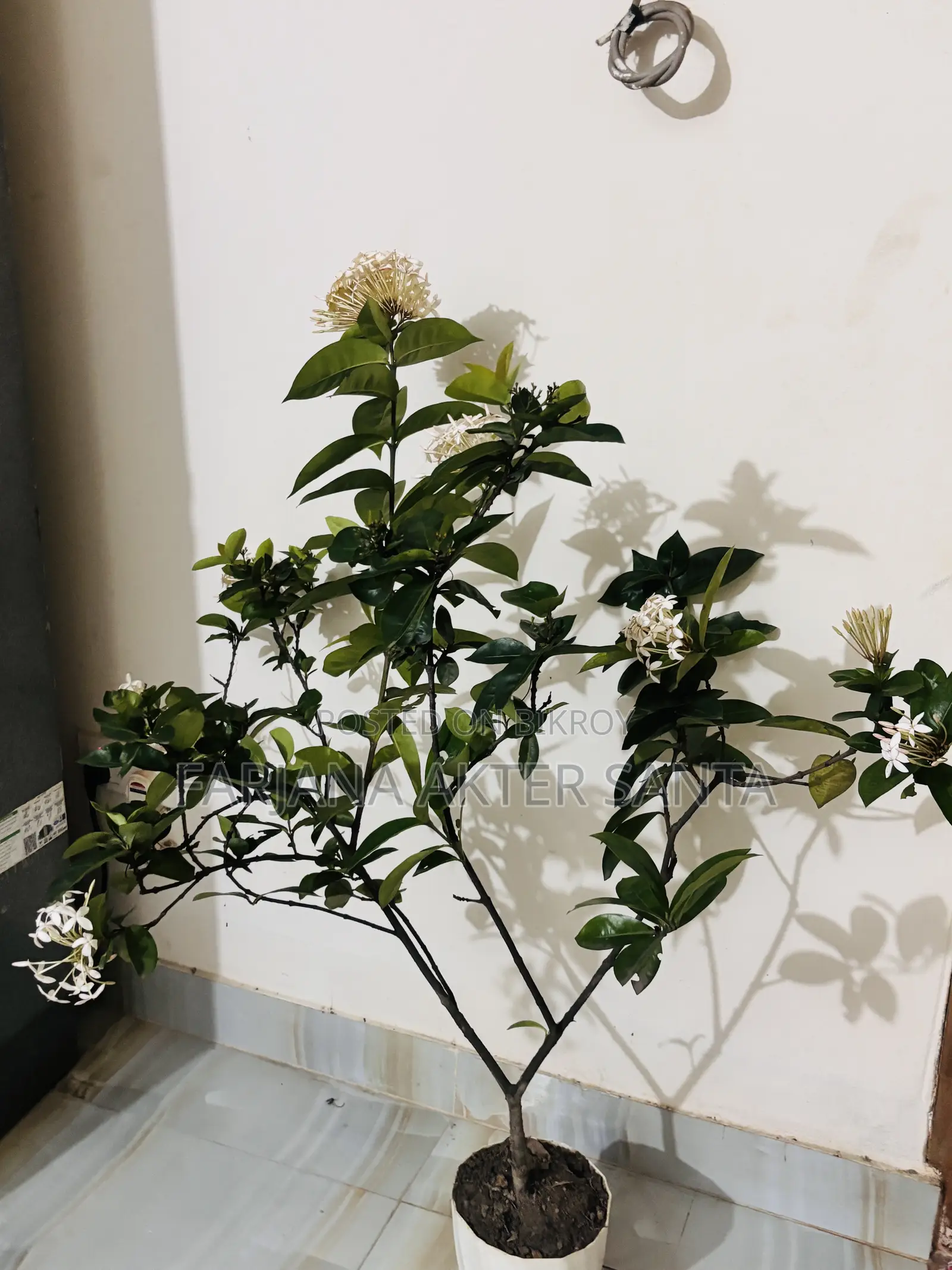 ১২ মাস ফুল দেয় বনপুলক