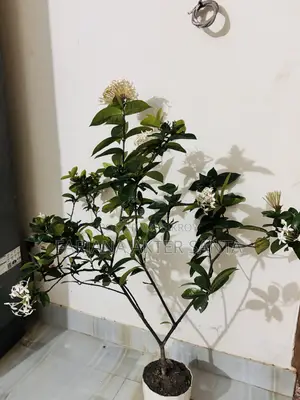 ১২ মাস ফুল দেয় বনপুলক