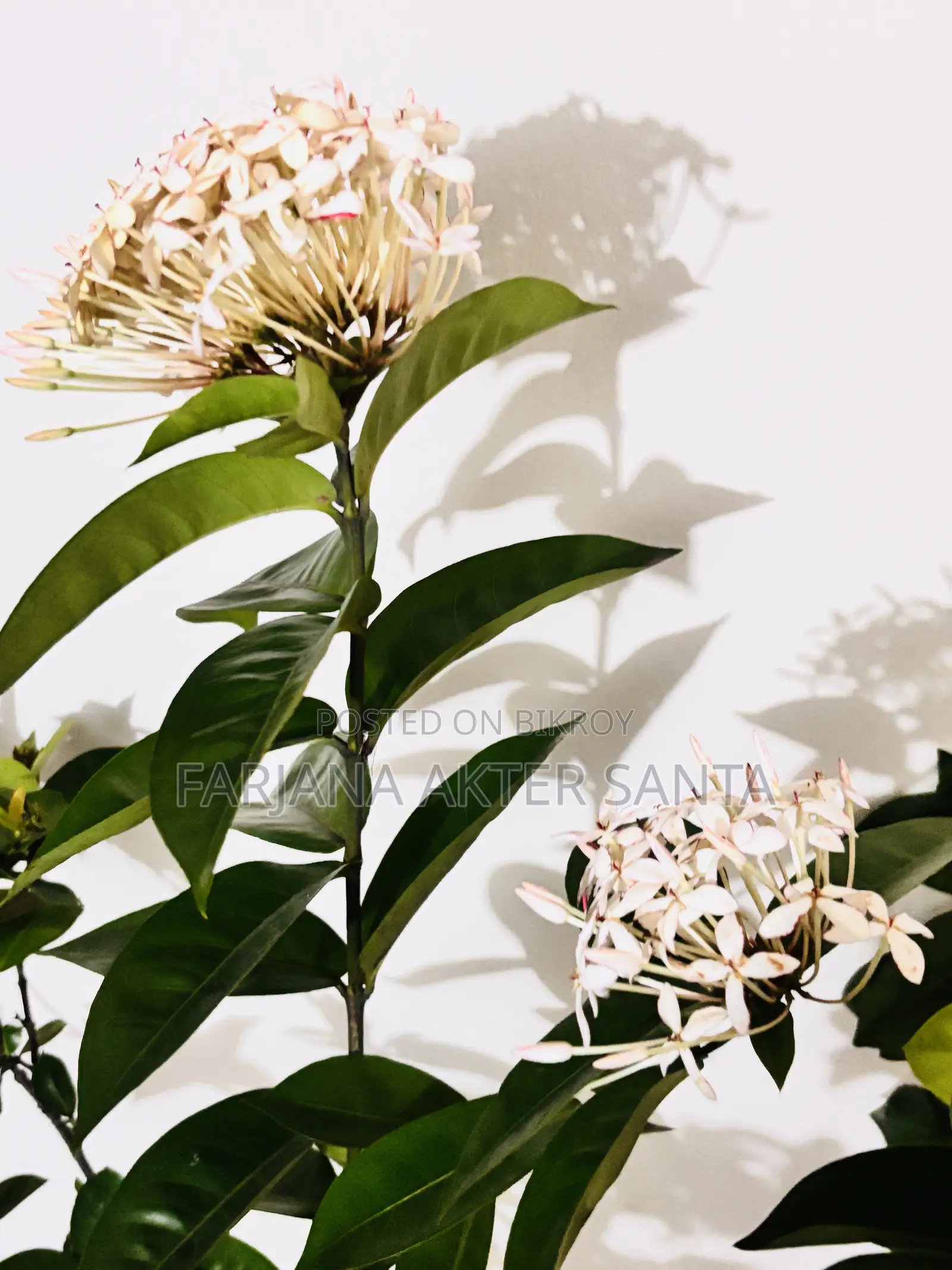 ১২ মাস ফুল দেয় বনপুলক