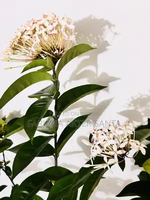 ১২ মাস ফুল দেয় বনপুলক