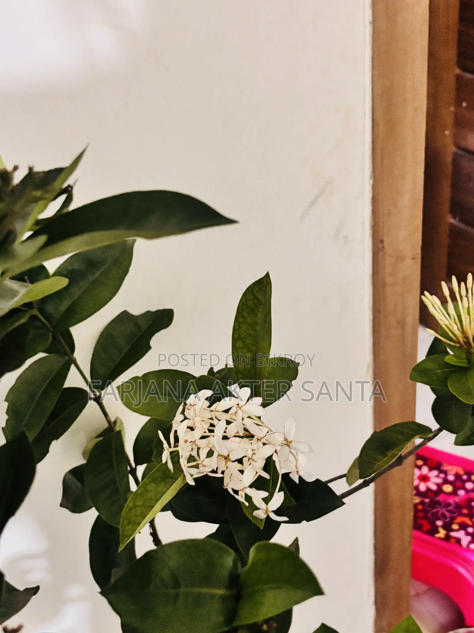 ১২ মাস ফুল দেয় বনপুলক