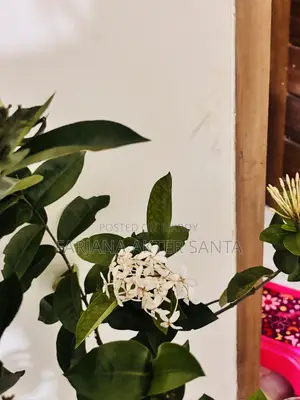 ১২ মাস ফুল দেয় বনপুলক