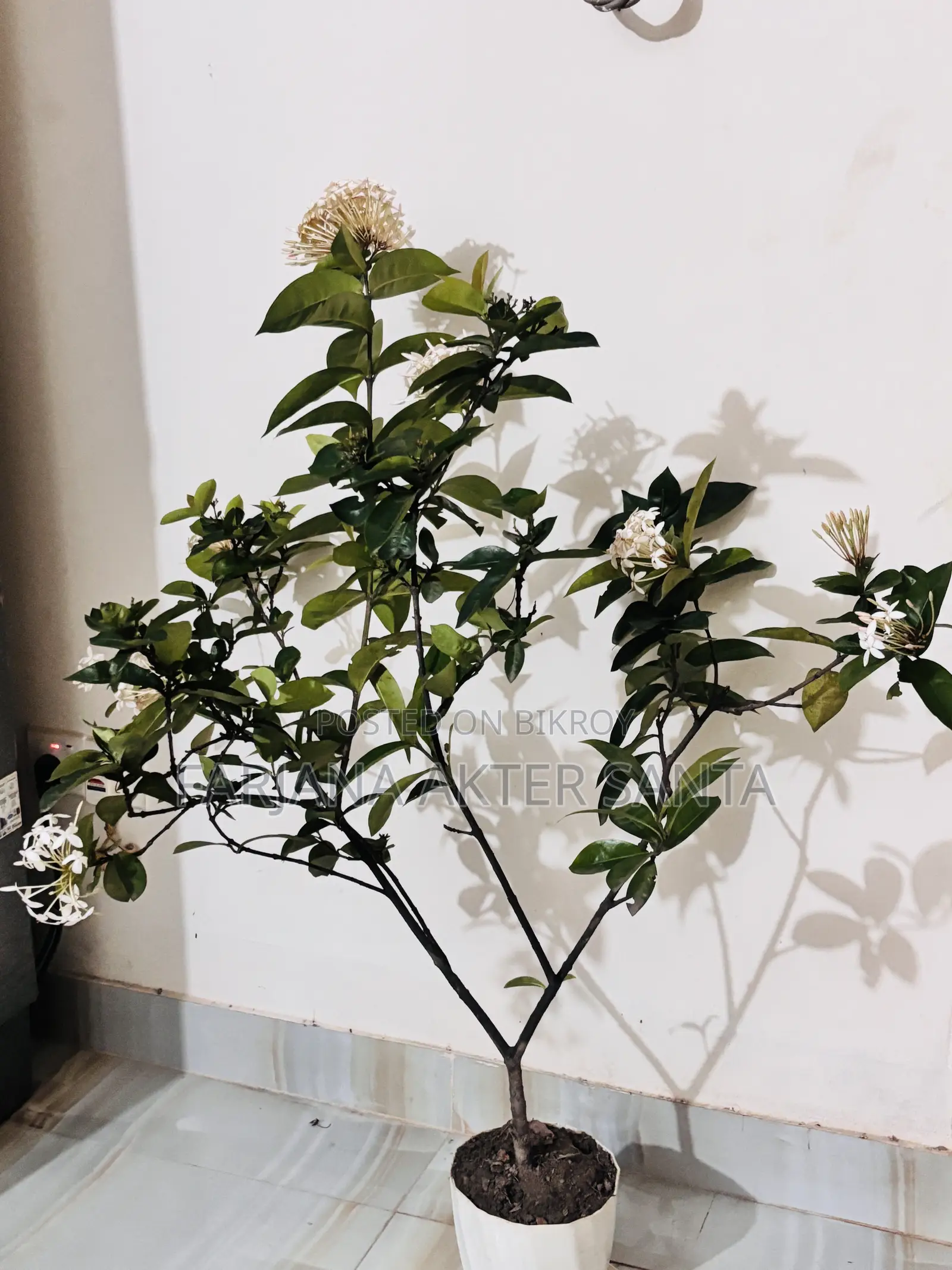 ১২ মাস ফুল দেয় বনপুলক