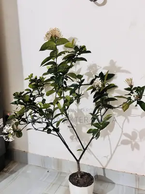 ১২ মাস ফুল দেয় বনপুলক