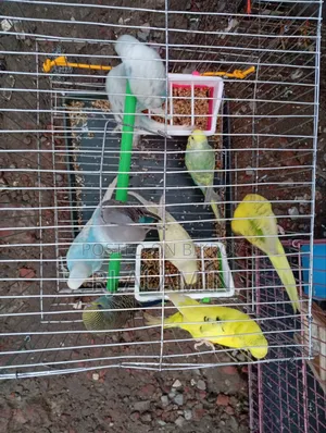 বাজিগার এড়াল কালারফুল স্বাস্থ্যবান পাখি