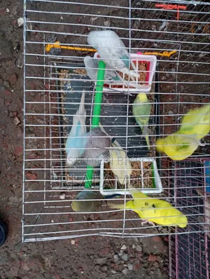 বাজিগার এড়াল কালারফুল স্বাস্থ্যবান পাখি