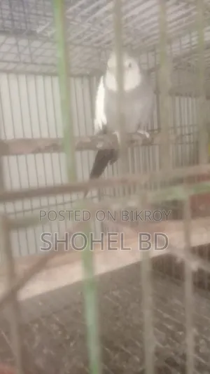 ককাটেল মেল রানিং