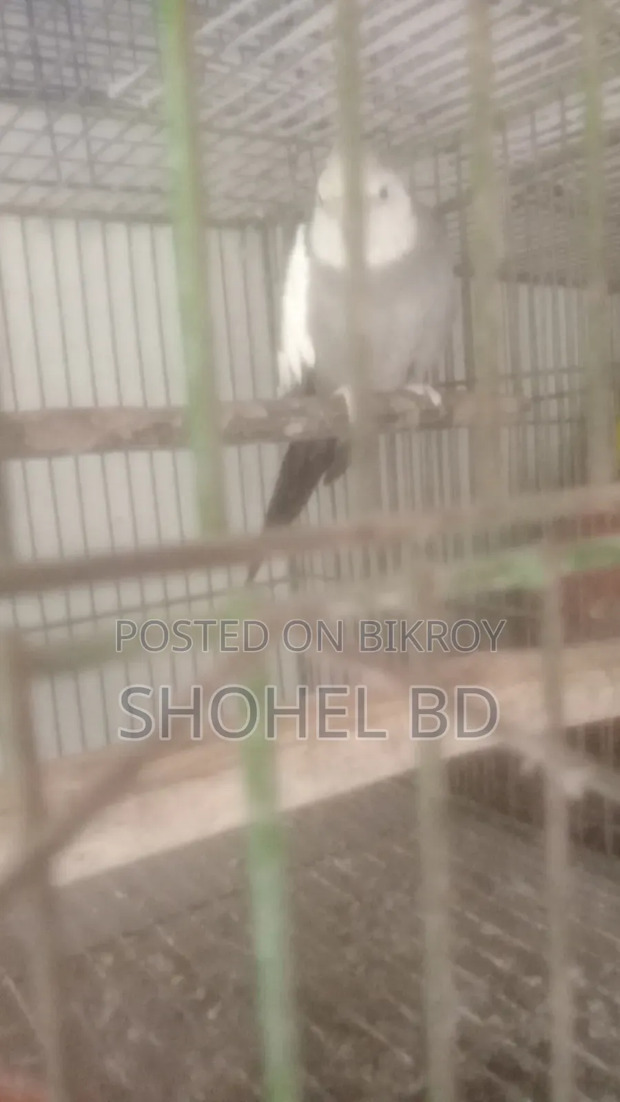 ককাটেল মেল রানিং