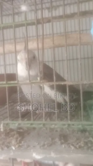 ককাটেল মেল রানিং