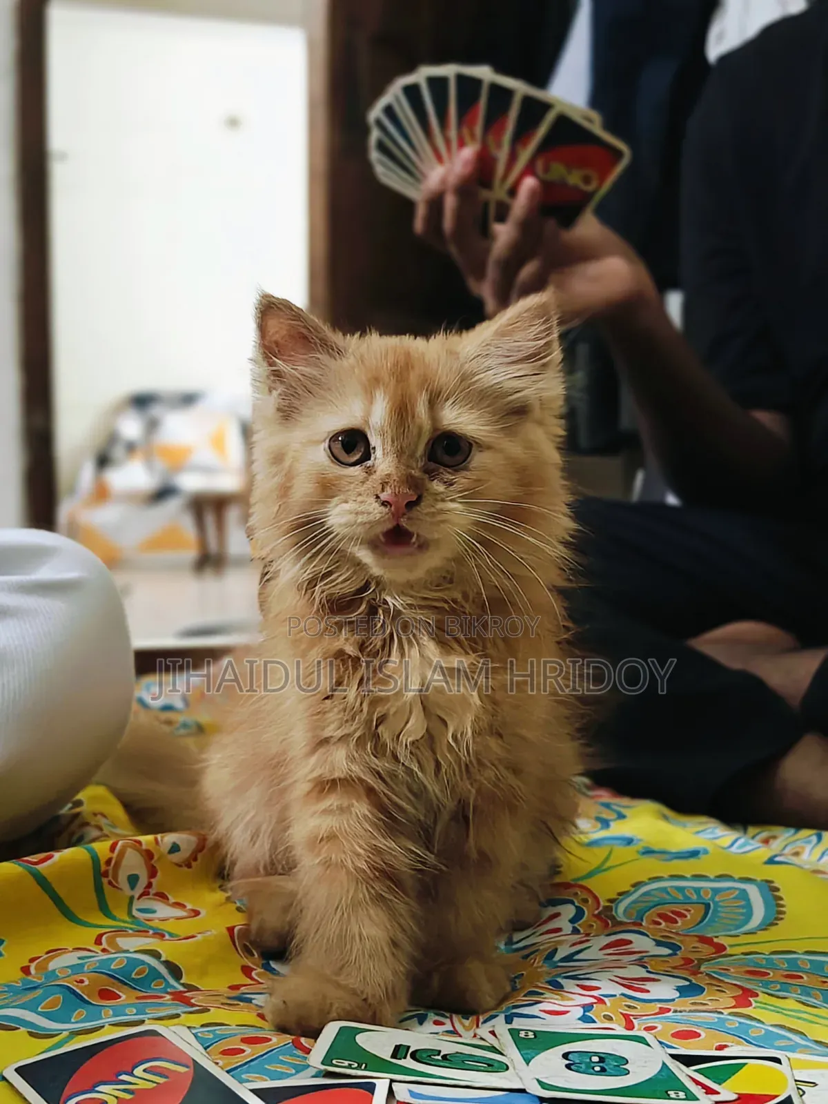 3-6 Months Male Purebred Persian