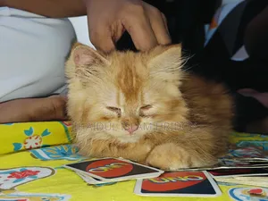 3-6 Months Male Purebred Persian