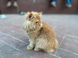 3-6 Months Male Purebred Persian