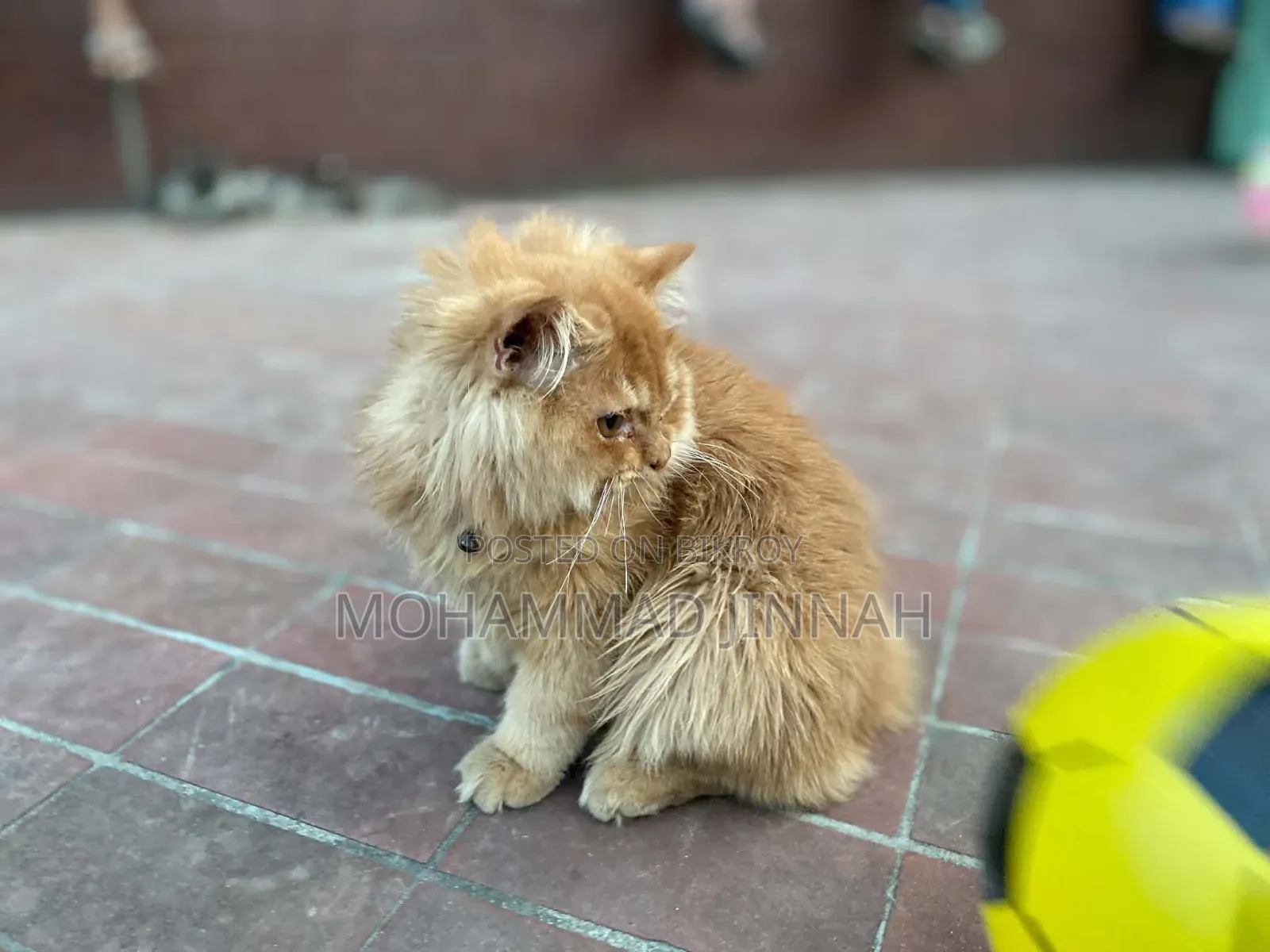 3-6 Months Male Purebred Persian