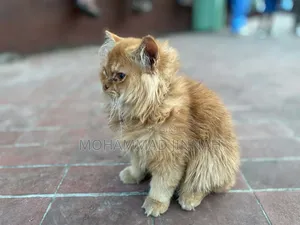 3-6 Months Male Purebred Persian