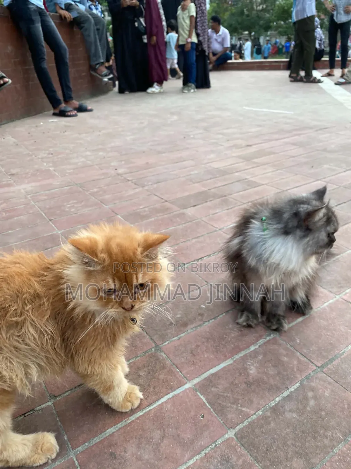 3-6 Months Male Purebred Persian