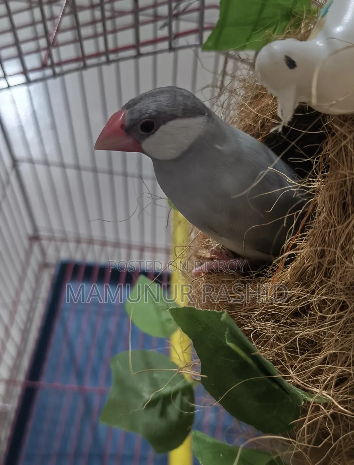 Silver Java Male - 10 Months - 1000 Taka