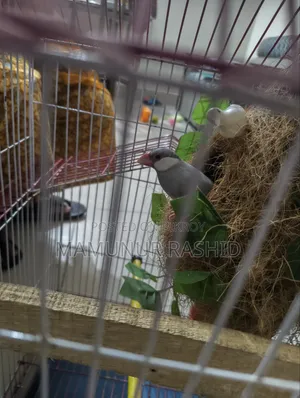 Silver Java Male - 10 Months - 1000 Taka