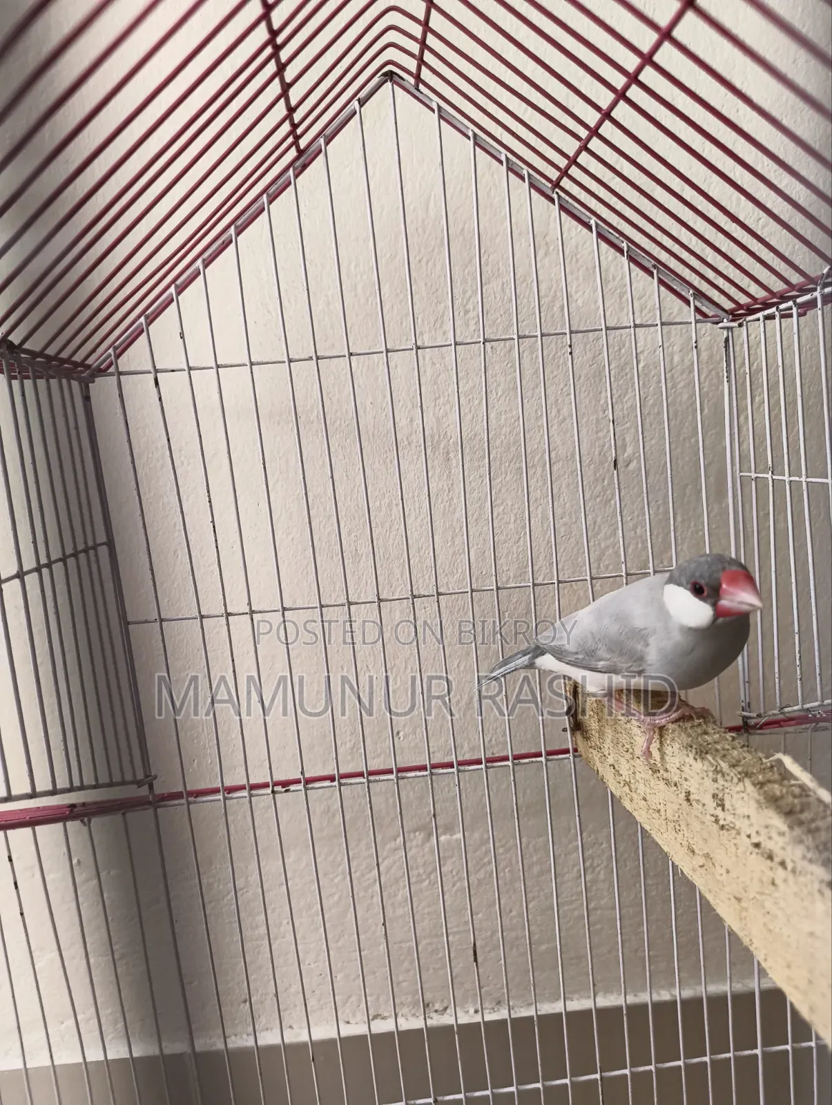 Silver Java Male - 10 Months - 1000 Taka