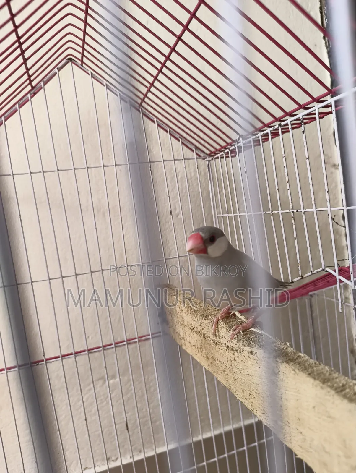 Silver Java Male - 10 Months - 1000 Taka